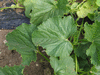 Praecitrullus fistulosus Tinda; feuilles