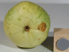 Praecitrullus fistulosus Tinda; ombilics
