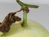 Praecitrullus fistulosus Tinda; pedoncules