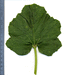 Praecitrullus fistulosus Tinda; feuilles