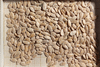Praecitrullus fistulosus Tinda; graines