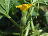 Cucumis ? sp Hongzisugua; fleurs-F