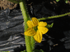 Cucumis ? sp Hongzisugua; fleurs-M