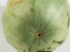 Cucumis ? sp Hongzisugua; ombilics