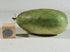 Cucumis ? sp Hongzisugua; fruits