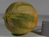 Cucumis melo Iroquois; fruits