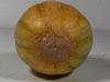 Cucumis melo Iroquois; ombilics