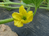 Cucumis melo Iroquois; fleurs-F