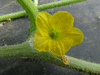 Cucumis melo Iroquois; fleurs-M