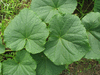 Cucumis sativus Richmond River Long Keeper; feuilles