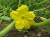 Cucumis sativus Richmond River Long Keeper; fleurs-M