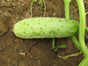 Cucumis sativus Richmond River Long Keeper; fruits