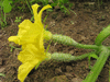 Cucumis sativus Richmond River Long Keeper; fleurs-F