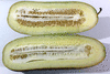 Cucumis sativus Richmond River Long Keeper; coupes