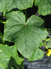 Cucumis sativus Cornichon de Bourbonne; feuilles