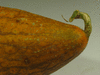 Cucumis sativus Cornichon de Bourbonne; pedoncules