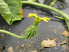 Cucumis zambianus ; fleurs-F