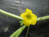 Cucumis zambianus ; fleurs-M