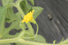 Cucumis zambianus ; fleurs-M