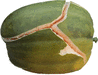 Cucumis melo momordica Snap melon; fruits