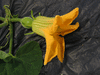 Cucurbita ficifolia Courge du Siam; fleurs-F