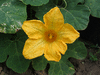 Cucurbita ficifolia Courge du Siam; fleurs-M