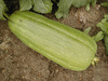 Luffa cylindrica Courge éponge; fruits
