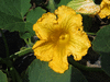 Luffa cylindrica Courge éponge; fleurs-M