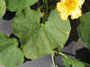 Luffa cylindrica Courge éponge; feuilles