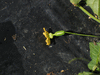 Melothria pendula ; fleurs-F