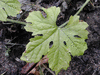 Momordica charancia F1 verdure; feuilles