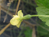 Momordica charancia F1 verdure; fleurs-F