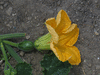 Cucurbita sororia ; fleurs-F