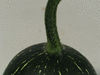 Cucurbita sororia ; pedoncules