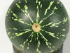 Cucurbita sororia ; ombilics