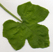 Cucurbita sororia ; feuilles