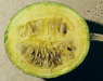 Cucurbita sororia ; coupes