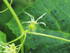 Echinocystis lobata ; fleurs-F