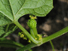 Cyclanthera tomentosa ; fleurs-F