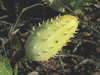 Cyclanthera tomentosa ; fruits