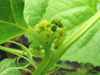 Cyclanthera tomentosa ; fleurs-M