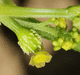 Cyclanthera tomentosa ; fleurs-F