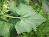 Ecballium elaterium Concombre d'ne; feuilles