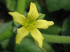 Ecballium elaterium Concombre d'ne; fleurs-F