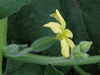 Ecballium elaterium Concombre d �ne; fleurs-F