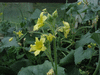 Ecballium elaterium Concombre d �ne; fleurs-M