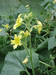 Ecballium elaterium Concombre d'ne; fleurs-M