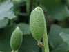 Ecballium elaterium Concombre d'ne; fruits