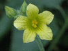 Ecballium elaterium Concombre d'ne; fleurs-M