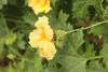 Momordica balsamina ; fleurs-M